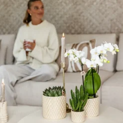 LA GREEN TOUCH - Pot diamond pearl en travertin