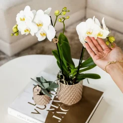 LA GREEN TOUCH - Pot diamond pearl - sable