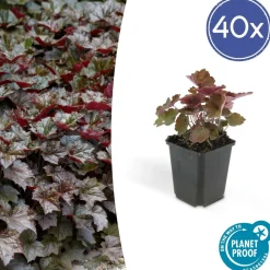 LA GREEN TOUCH - Pot malaga jaune