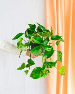 LA GREEN TOUCH - Pothos golden epipremnum 45cm - plante d'intérieur