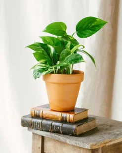 LA GREEN TOUCH - Pothos golden 20cm - plante d'intérieur