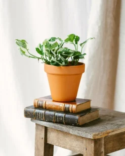 LA GREEN TOUCH - Pothos n'joy 15cm - plante d'intérieur