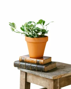 LA GREEN TOUCH - Pothos n'joy 15cm - plante d'intérieur