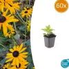 LA GREEN TOUCH - Rudbeckia 'goldsturm' x60 – entre 3,75 et 5m2
