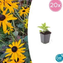 LA GREEN TOUCH - Rudbeckia 'goldsturm' x60 – entre 3,75 et 5m2