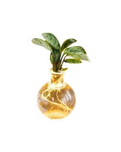 LA GREEN TOUCH - Samoa ctenanthe - hydroculture