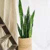 LA GREEN TOUCH - Sansevieria black coral 75cm - plante d'intérieur