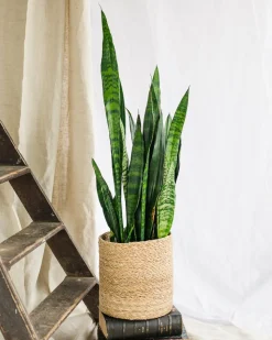 LA GREEN TOUCH - Sansevieria black coral 75cm - plante d'intérieur