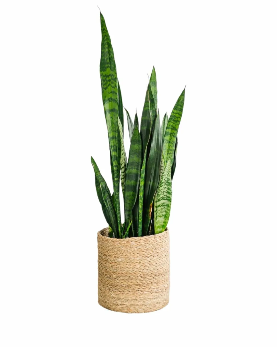 LA GREEN TOUCH - Sansevieria black coral 75cm - plante d'intérieur