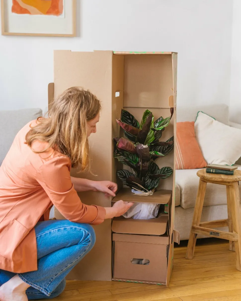 LA GREEN TOUCH - Sansevieria black coral 75cm - plante d'intérieur