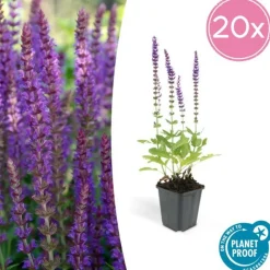 LA GREEN TOUCH - Sauge des bois 'ostfriesland' x20 – entre 1,25 et 1,67m2