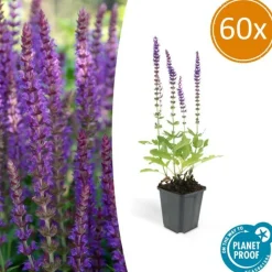 LA GREEN TOUCH - Sauge des bois 'ostfriesland' x60 – entre 3,75 et 5m2