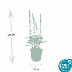 LA GREEN TOUCH - Sauge des bois 'ostfriesland' x60 – entre 3,75 et 5m2