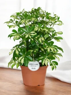 LA GREEN TOUCH - Schefflera gerda 55cm - plante d'intérieur