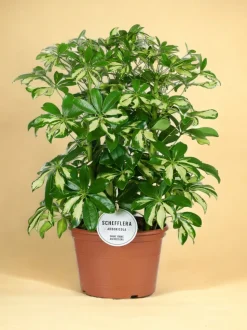 LA GREEN TOUCH - Schefflera gerda 55cm - plante d'intérieur