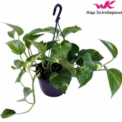 LA GREEN TOUCH - Scindapsus epipremnum 30cm - plante d'intérieur