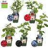 LA GREEN TOUCH - Set bio de 5 plantes fruitières