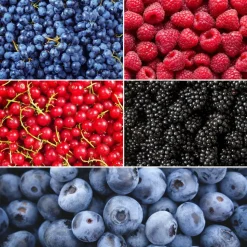 LA GREEN TOUCH - Set bio de 5 plantes fruitières