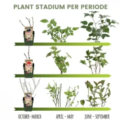 LA GREEN TOUCH - Set bio de 5 plantes fruitières