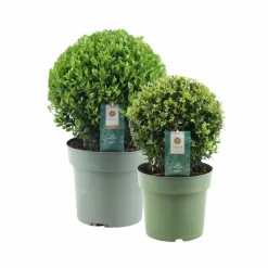 LA GREEN TOUCH - Set de 2 boules ilex crenata 'jenny'