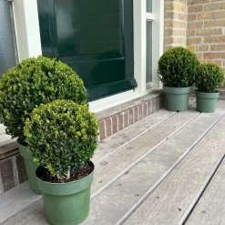 LA GREEN TOUCH - Set de 2 boules ilex crenata 'jenny'