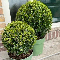 LA GREEN TOUCH - Set de 2 boules ilex crenata 'jenny'