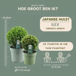 LA GREEN TOUCH - Set de 2 boules ilex crenata 'jenny'
