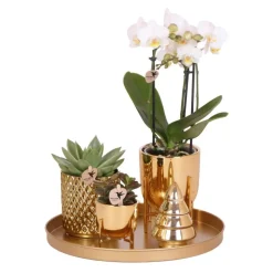 LA GREEN TOUCH - Set de plantes luxury gold - set de plantes vertes orchidée phalaenopsis blanche et succulentes