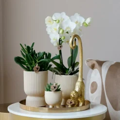 LA GREEN TOUCH - Set orchidée blanche phalaenopsis et succulentes en pots céramique