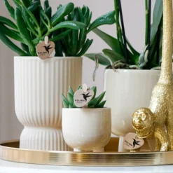 LA GREEN TOUCH - Set orchidée blanche phalaenopsis et succulentes en pots céramique