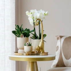 LA GREEN TOUCH - Set orchidée blanche phalaenopsis et succulentes en pots céramique