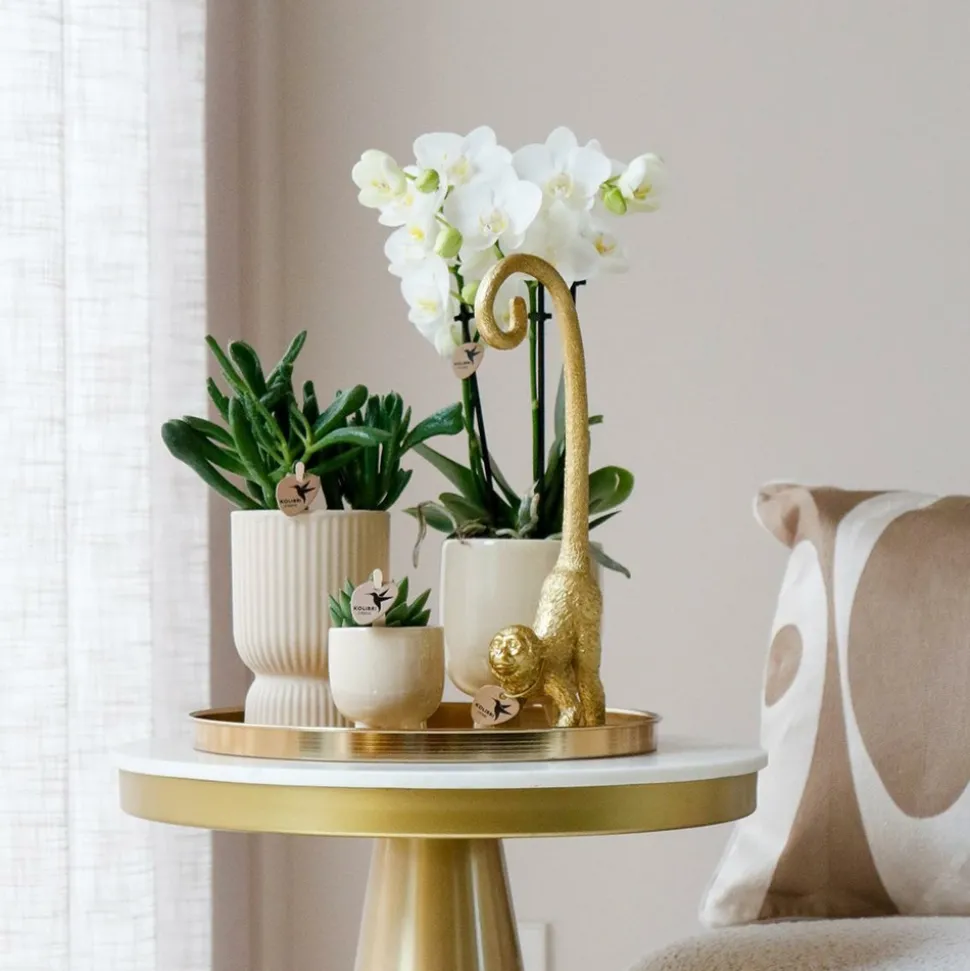 LA GREEN TOUCH - Set orchidée blanche phalaenopsis et succulentes en pots céramique