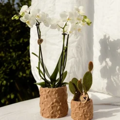 LA GREEN TOUCH - Sierpot star fish marron