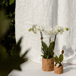 LA GREEN TOUCH - Sierpot star fish marron