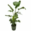 LA GREEN TOUCH - Strelitzia nicolai 160cm et son pot vert + reservoir - hauteur 160cm