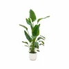 LA GREEN TOUCH - Strelitzia nicolai 160cm et son pot blanc - hauteur 160cm