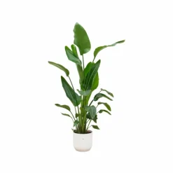 LA GREEN TOUCH - Strelitzia nicolai 160cm et son pot blanc - hauteur 160cm