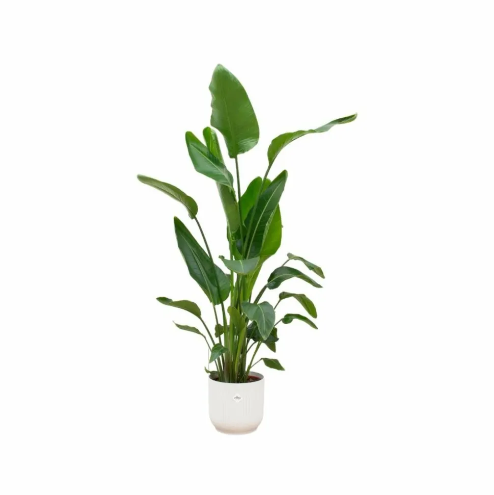 LA GREEN TOUCH - Strelitzia nicolai 160cm et son pot blanc - hauteur 160cm
