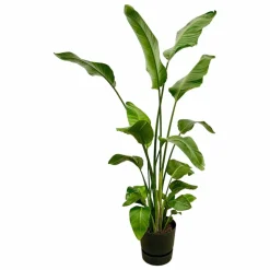 LA GREEN TOUCH - Strelitzia nicolai 170 cm et son pot noir + reservoir - hauteur 170cm