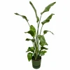 LA GREEN TOUCH - Strelitzia nicolai 170 cm et son pot vert + reservoir - hauteur 170cm