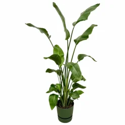 LA GREEN TOUCH - Strelitzia nicolai 170 cm et son pot vert + reservoir - hauteur 170cm