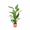 LA GREEN TOUCH - Strelitzia nicolai 170 cm et son pot rose - hauteur 170cm
