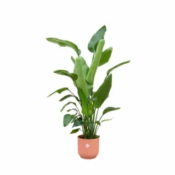 LA GREEN TOUCH - Strelitzia nicolai 170 cm et son pot rose - hauteur 170cm