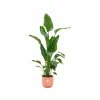 LA GREEN TOUCH - Strelitzia nicolai 160cm et son pot rose - hauteur 160cm