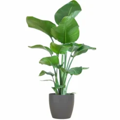LA GREEN TOUCH - Strelitzia nicolai et son pot gris - hauteur 80cm