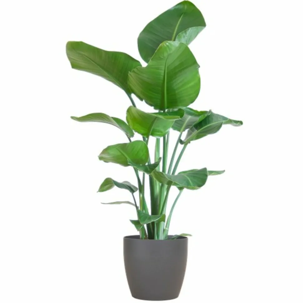 LA GREEN TOUCH - Strelitzia nicolai et son pot gris - hauteur 80cm
