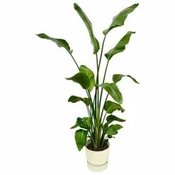 LA GREEN TOUCH - Strelitzia nicolai 170 cm et son pot blanc + reservoir - hauteur 170cm