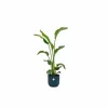 LA GREEN TOUCH - Strelitzia nicolai 100cm et son pot bleu 22cm - hauteur 100cm
