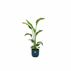 LA GREEN TOUCH - Strelitzia nicolai 100cm et son pot bleu 22cm - hauteur 100cm