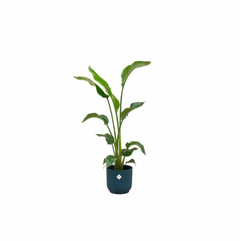 LA GREEN TOUCH - Strelitzia nicolai 100cm et son pot bleu 22cm - hauteur 100cm